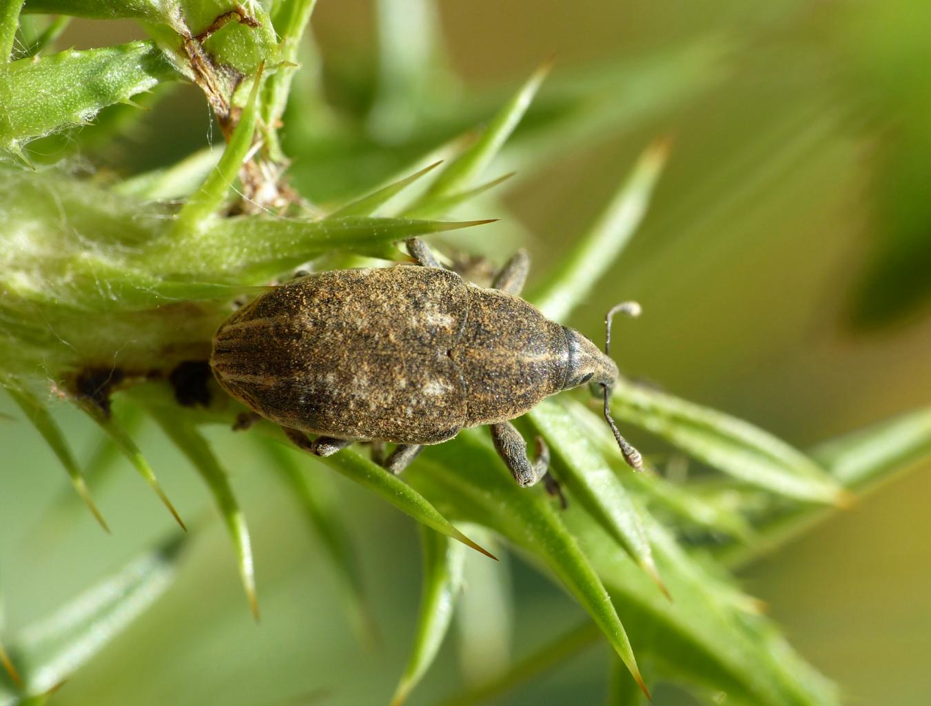 Curculionidae su cardo -  Larinus ursus